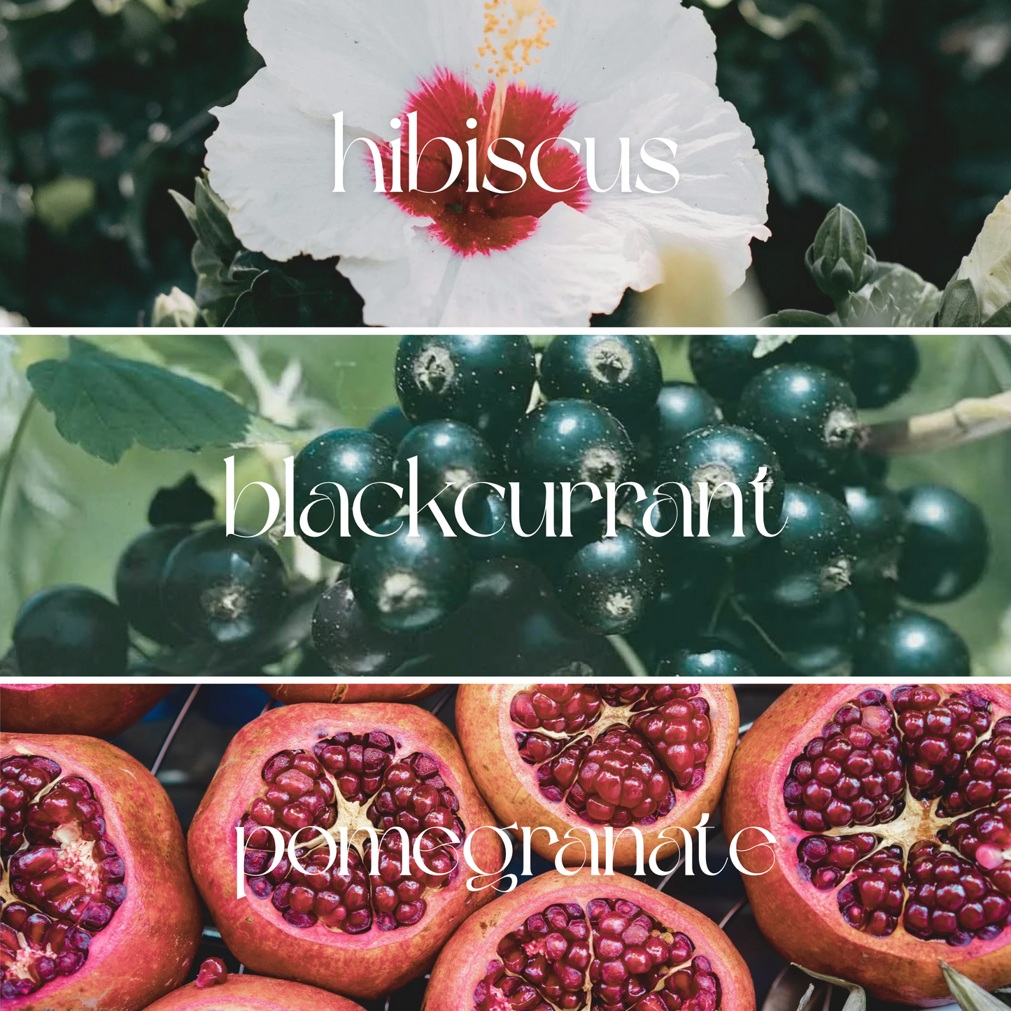 Royal Hibiscus