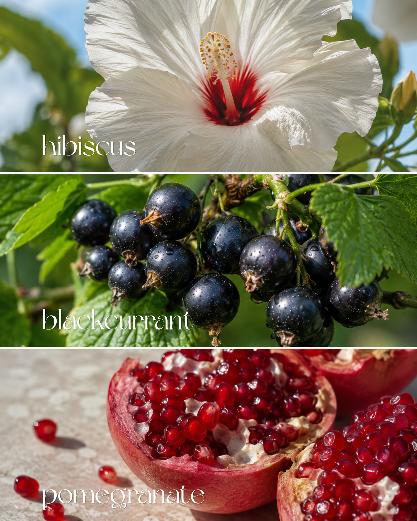 Royal Hibiscus