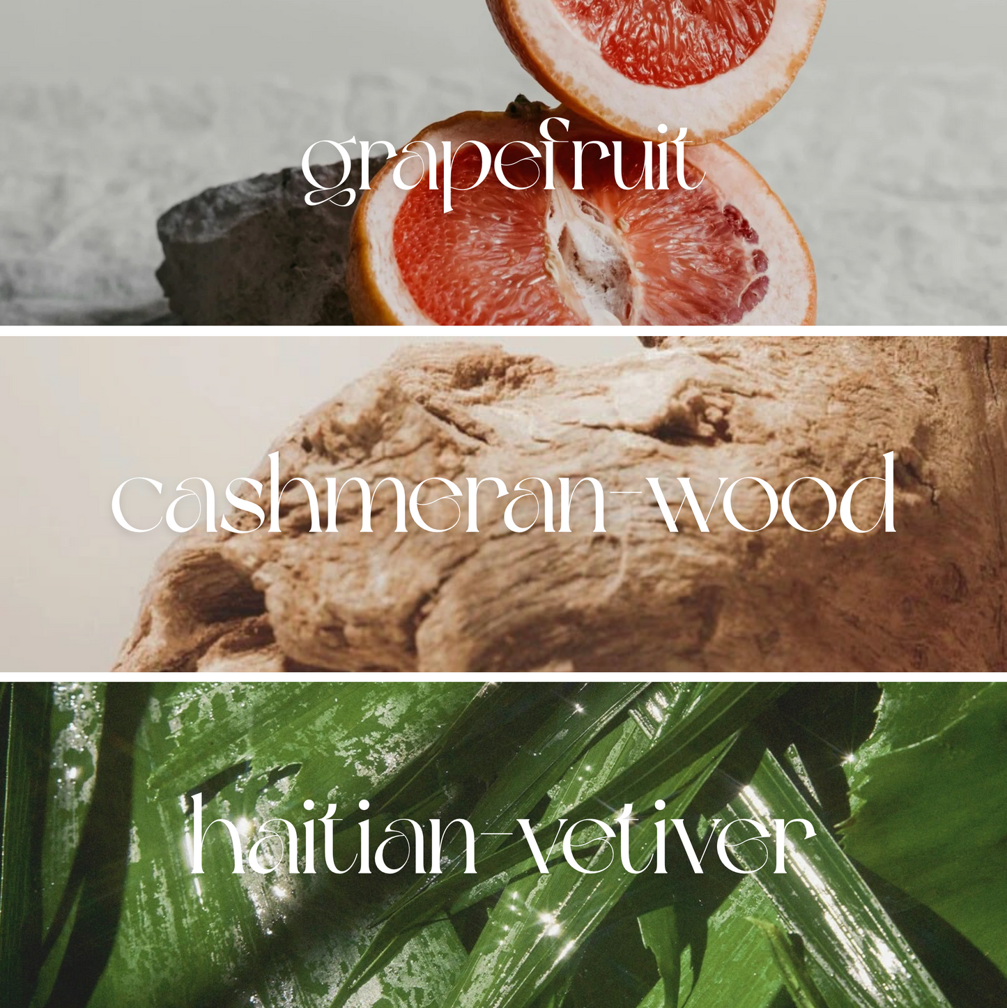Timeless Absolu
