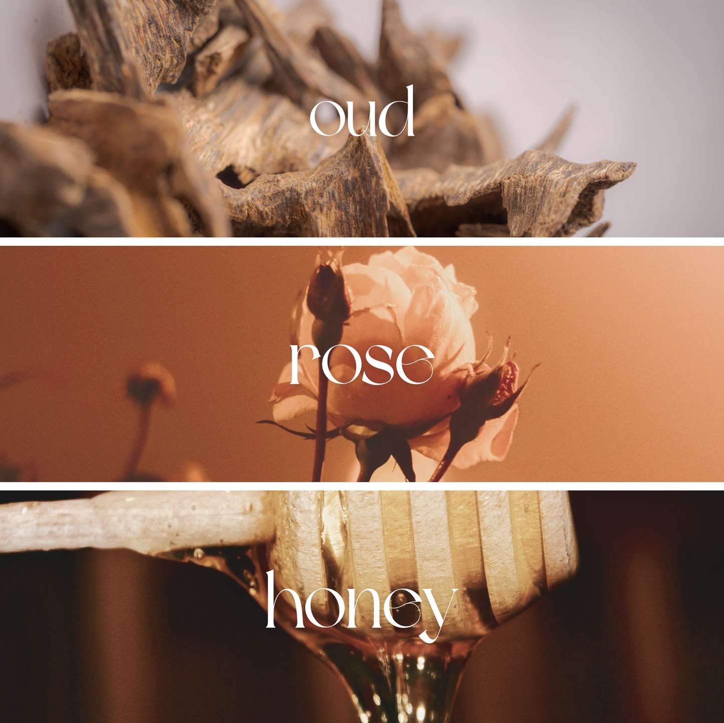 Sunset Rose