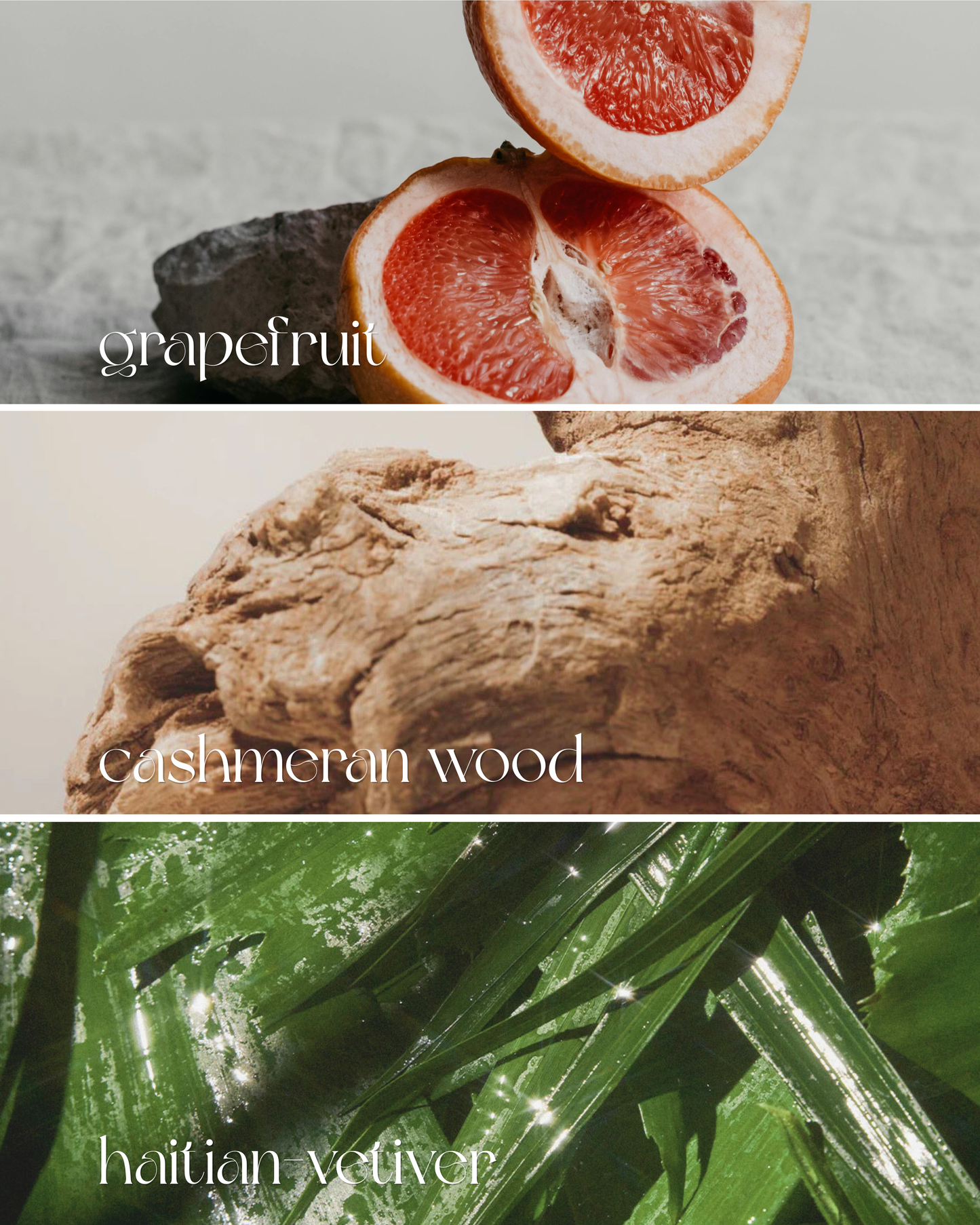 Timeless Absolu